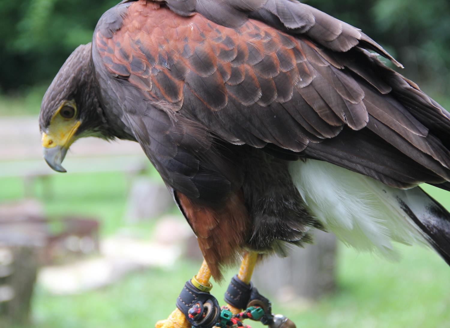 Falcon